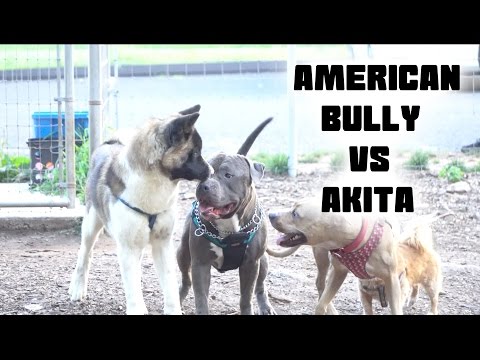 American Bully VS Akita