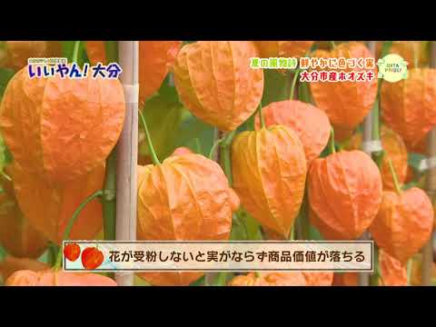 ホオズキの越冬はこうなる 植物