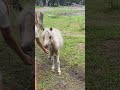 Why Do People Abuse All These Animals Equestrian Horse Donkey Pony Miniaturehorse Shorts