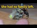 This Orphan Wasp Should Have Died Alone Then Another Queen Took Her In