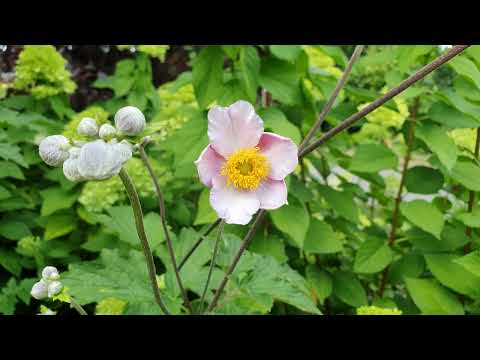 Unser Garten - Herbst-Anemone (Mitte Juli)