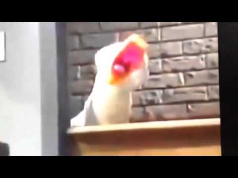 Barney Theme Song (Barney's Pajama Party's version)