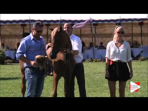 2nd Place N.2 INSHA LAHANDRA - Ströhen 2015 C-Show - Junior Fillies Championship (Class 15)