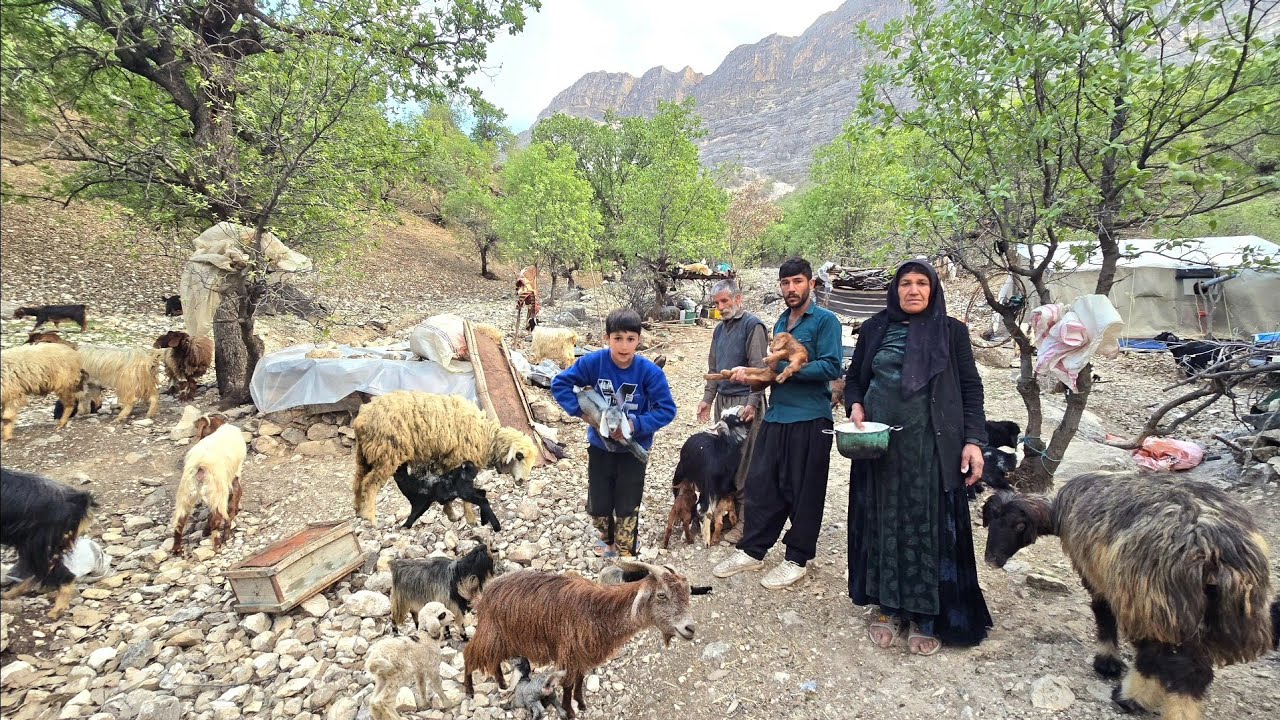 Iran nomadic life: cleaning sheep shelters, storing firewood, and milking the herd