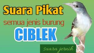 Download lagu Suara Pikat semua jenis burung ciblek suara jernih mp3
