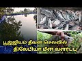 பூஜ்ஜியம் தீவன செலவில் திலேபியா மீன்