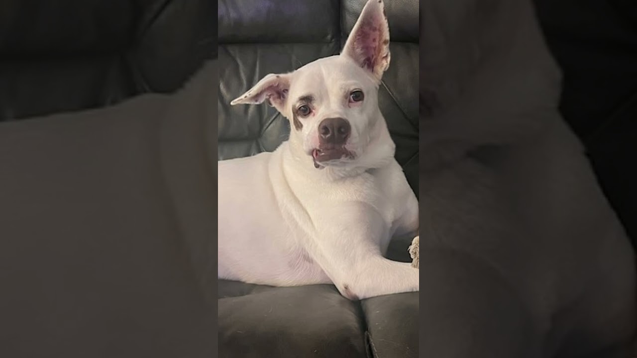 Enlarge Boots, a Adoptable mixed breed in Phoenix, AZ video 6/6