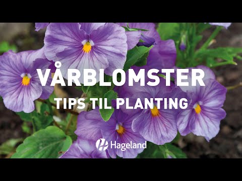 , title : 'Vårblomster - tips til planting'