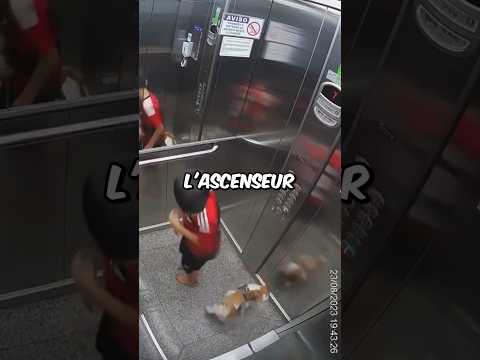 Il Sauve La Vie D'un Chien