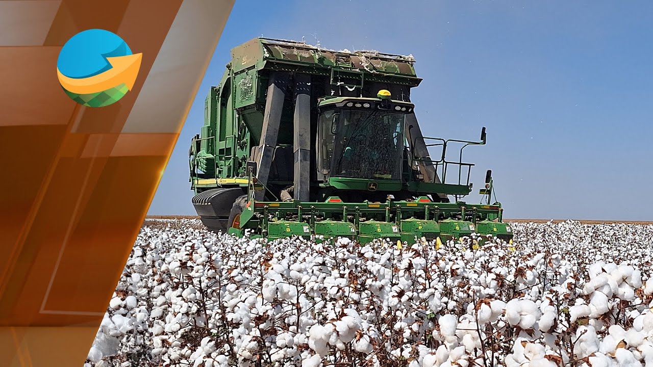 Safra de algodão já está 70% comercializada e próximo desafio  é negociar próxima temporada