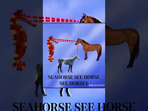 Seahorse - Horsey