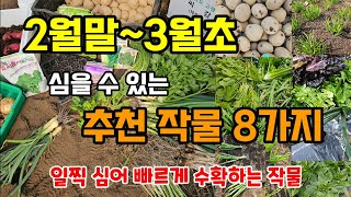 2월 말~3월에 안 심으면 후회하는 텃밭농사 시작할때 꼭 심어야할 작물 8가지! (텃밭 필수 시청)