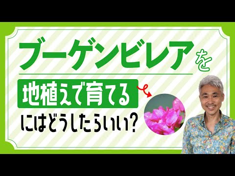 冬のブーゲンビリアの飼い方は？どこに置き、どのような越冬をすれば健康に保てますか？  庭園