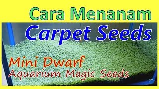 AQUASCAPE - Menanam Carpet Seeds/Magic Seeds Mini Dwarf (ENGLISH SUBTITLE)