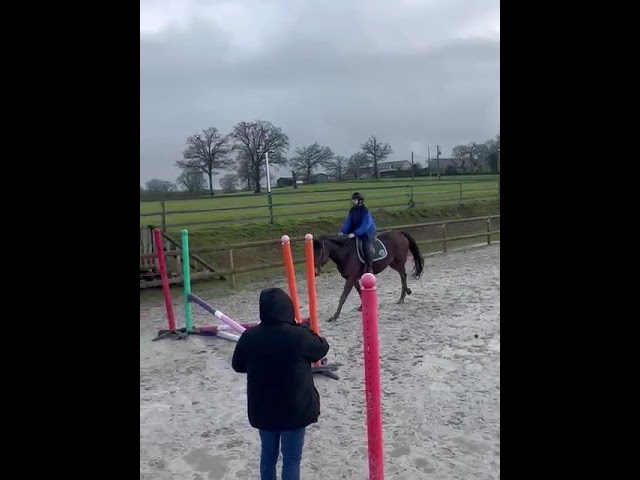 Castrone Purosangue In vendita 2018 Baio