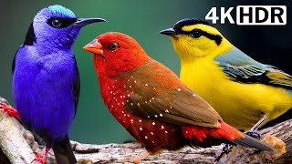 Breathtaking Beautiful Birds | Bird Chirps | Stress Relief | Relaxing Birds Sounds | Magical Nature