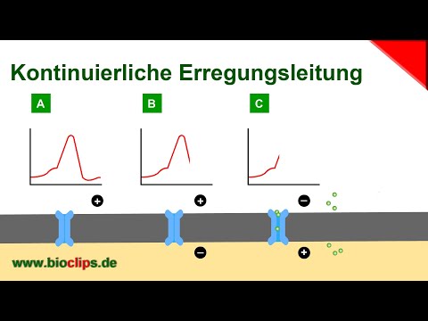 Kontinuierliche Erregungsleitung