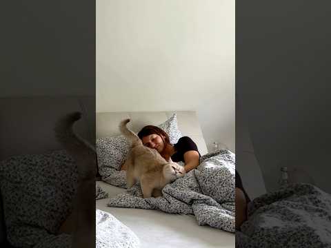 A realistic morning with my 6 cats ✨ #catvideos #cat #animals #cat #cats