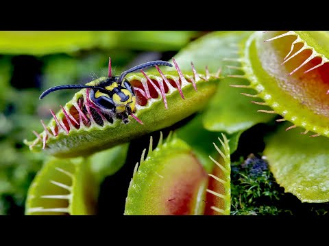Venus Flytrap - The Carnivorous Plant / Documentary