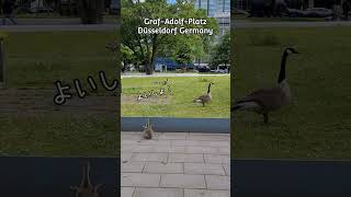 かわいい感動🥹頑張る姿💕 #動物 #かわいい #感動 #travelvlog #animals #germany