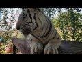 These Two S Moos WHITE TIGER MOOS