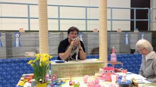 preview picture of video 'Egyptian Mau - Vaernam Elwe receiving a Best Kitten at CFA show in Niedernhause, Germany!'