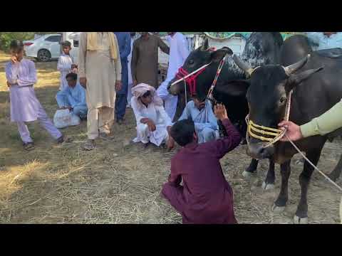 Dand Fakhry Kashmir ch Aqeeb 👑🤍