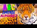 ABC ANIMAL SONG Kids Learn Alphabet