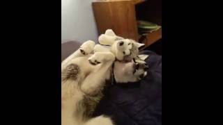 animales  Husky vs  peluche