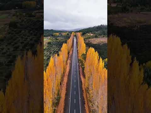 Nada mas lindo Que Chile y el Otoño🤎🍁 #Otoño #chile 🇨🇱 #SantaJuana #Biobio #2026