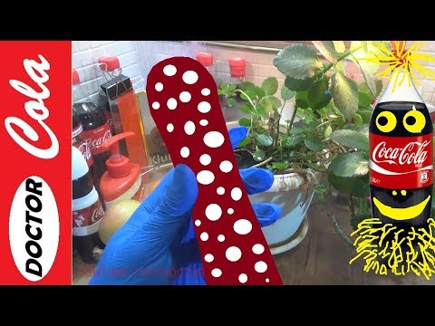 COCA COLA Seeds Helped Grow SAUSAGE – Handmade Sausage Harvest in the Garden – Funny Experiment ART Video