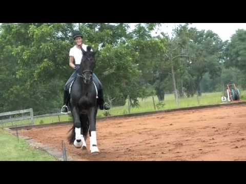Dressage Stallion Diamunde at Spellbound Farms
