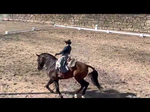 Nicole e Hábil - Seniores Internacional