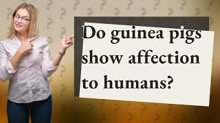 Do guinea pigs show affection to humans?