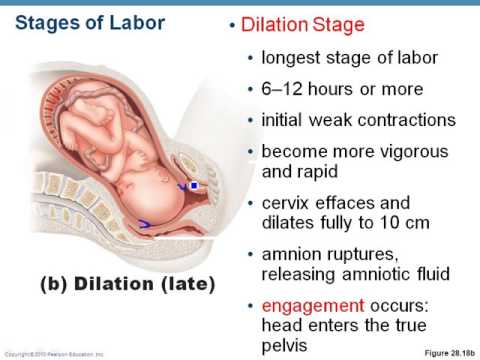 Chapter 28- Development and Birth