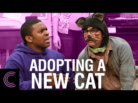 Adopting a New Cat