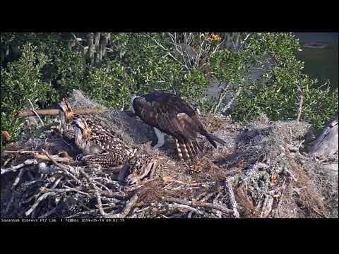 ~ Three Nestlings at Savannah Ospreys! - ALE " KIJOR " !!! ~ Rybołowy