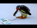 Pingu The Mountaineer Pingu Official Channel Cartoons For Kids