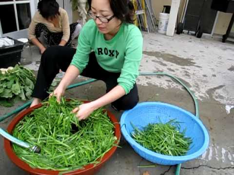 KOREANS GONE WILD:  "KOREAN KIMCHI AHJUMA"