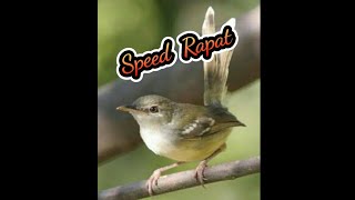 Download lagu Suara Ciblek Ngebren, Speed Rapat Dan Gemericik Air #Shorts mp3