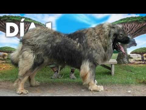 Top 8 Cosas Que No Sabias De Los Perros Pastor Caucásico (Ovcharka)