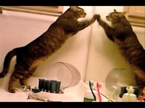 Patty Cake Cats "I Can't Behave Myself" by Deadmau5 and Neon Hitch