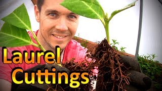 Propagate Plants Like a Pro (Part 4) | Potting up Rooted Cuttings of English Laurel