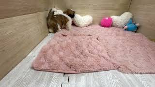 シーズーの動画01