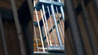 Download lagu kutilang emas suara lantang yang lain pasti ciut mendengar suaranya gacor full isian mantap sekali mp3