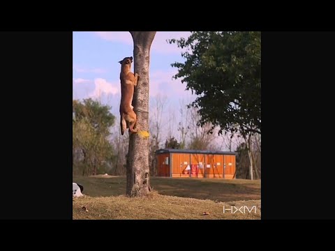 The dog that can climb a tree.Belgian Malinois, Amazing Athlete!!!One of the best working dogs