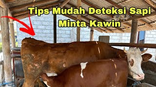 Download lagu Cara Mudah Deteksi Sapi Minta Kawin mp3
