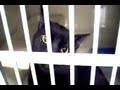 Talking Kitty Cat 19 - Sylvester Goes To Jail 