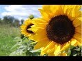 Sunflower - a Brawlhallatage Sunflower - a Brawlhallatage