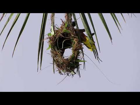 Oropéndola Cabecicastaña/Chestnut-headed Oropendola/Psarocolius wagleri